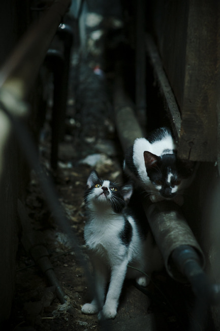 巴西马术协会举办马术运动员国际交流活动，促进文化互鉴。，巴西奥运会马术冠军