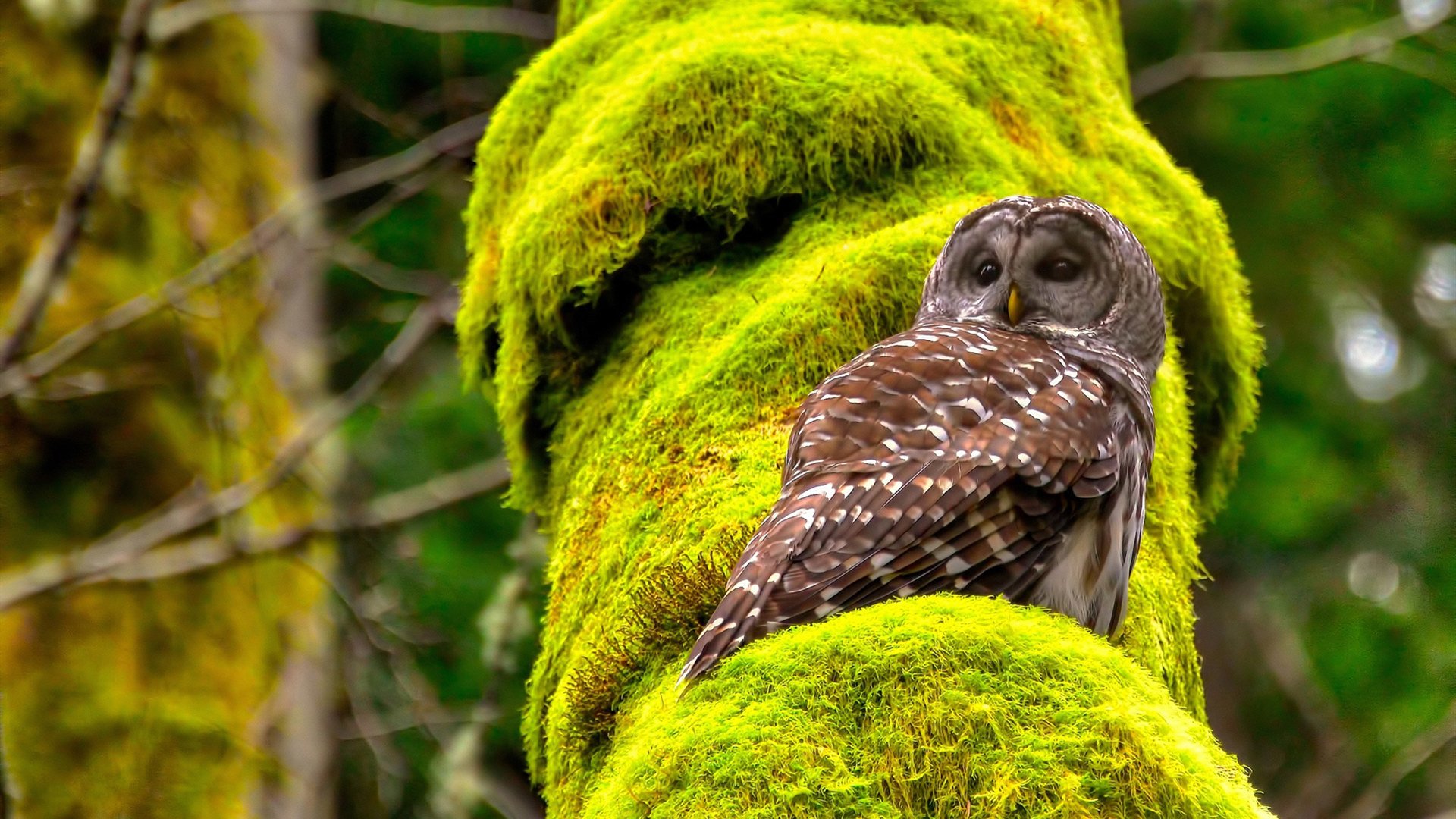 情报战士：太空狼人杀国际赛事火箭发射