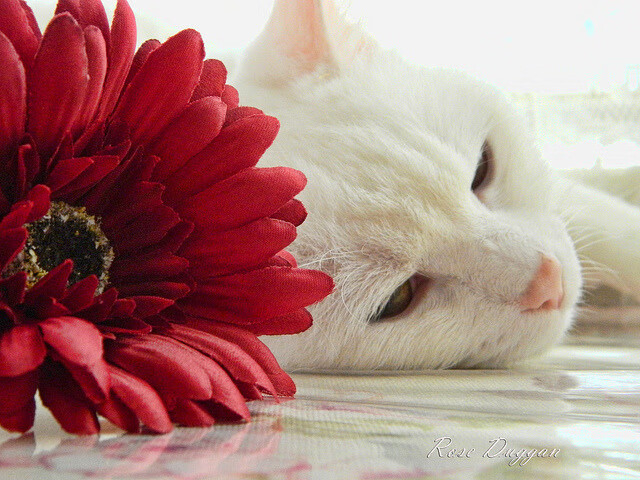 史上最令人震惊的逆转：那些“不可思议”的奇迹战役，不可思议的奇迹英文